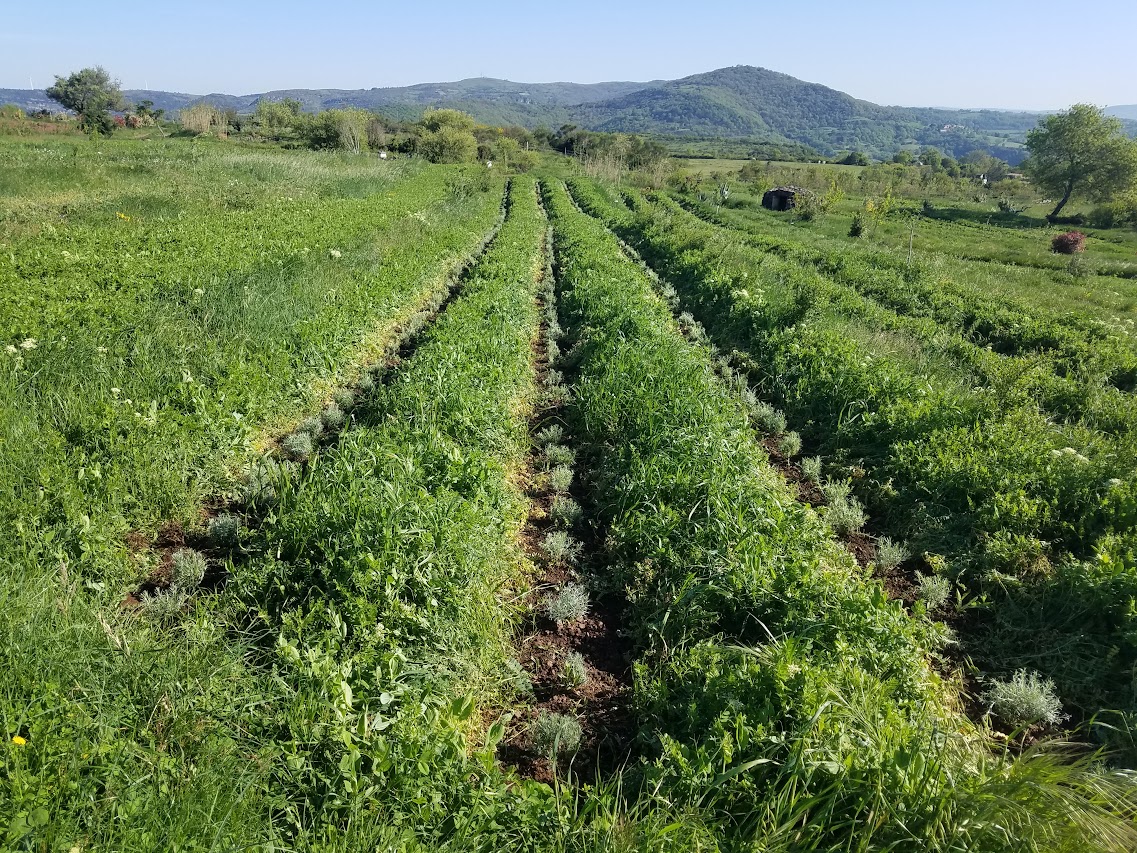 Parcelles intercalées
