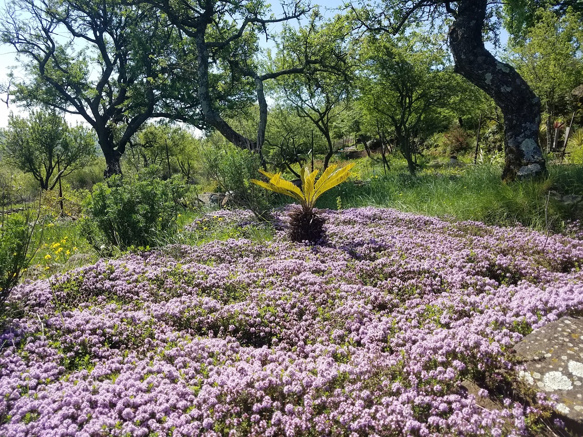 Tapis de thym en fleur