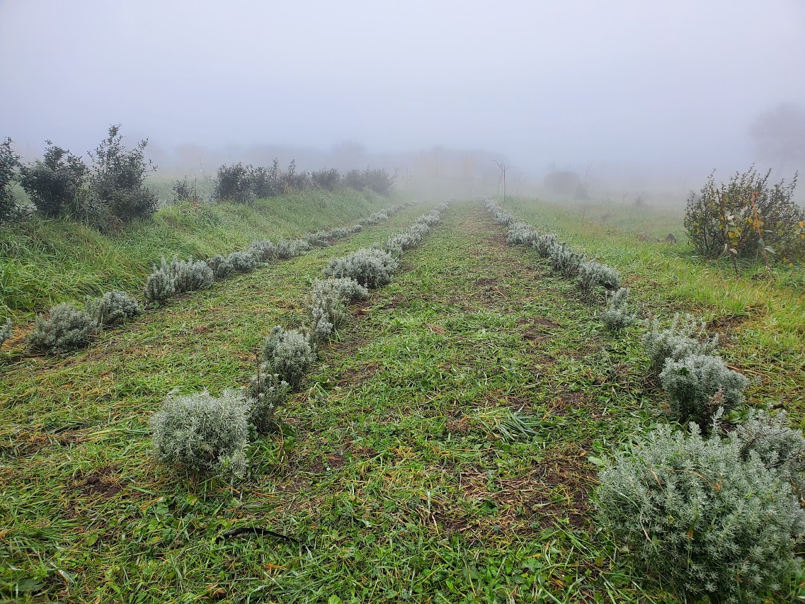 Couvert végétal permanent en hiver