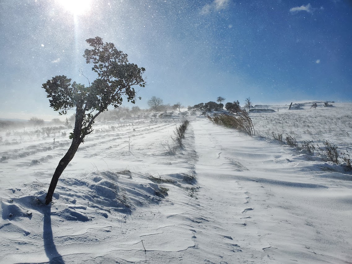Cultures sous la neige