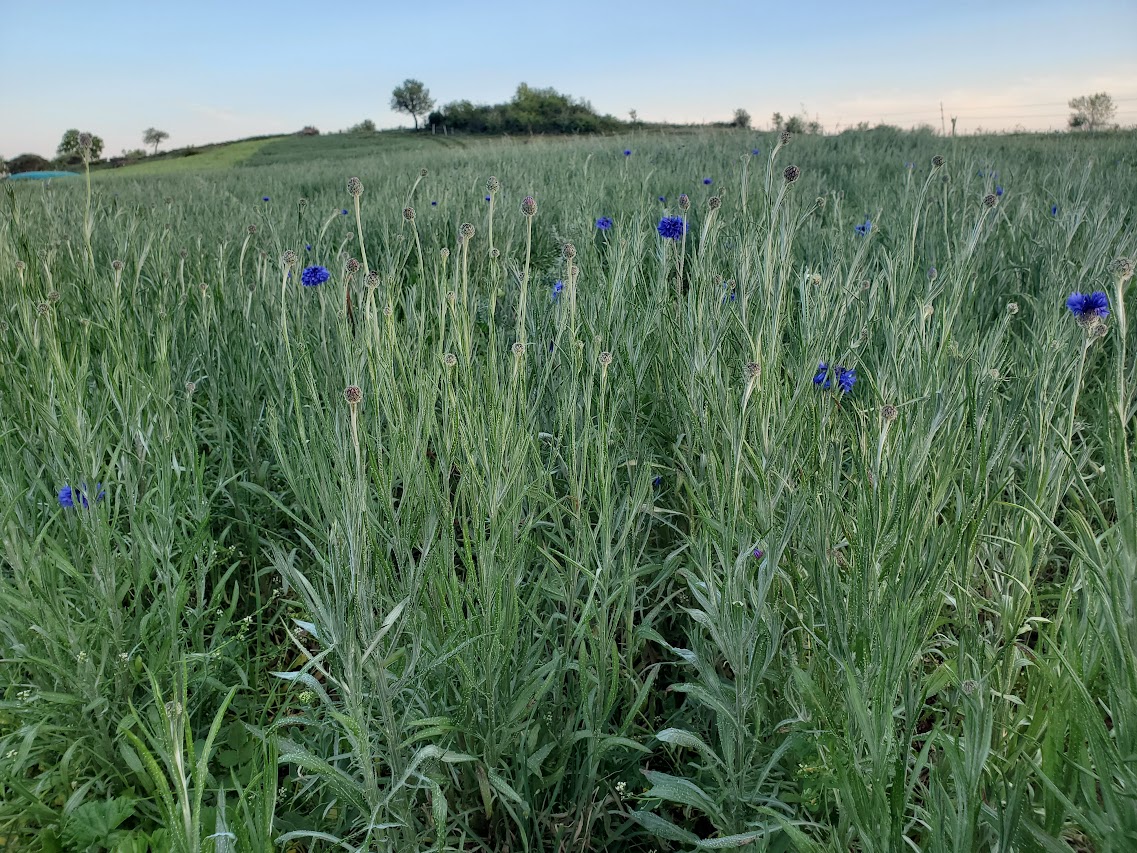 Bleuets dans le champ
