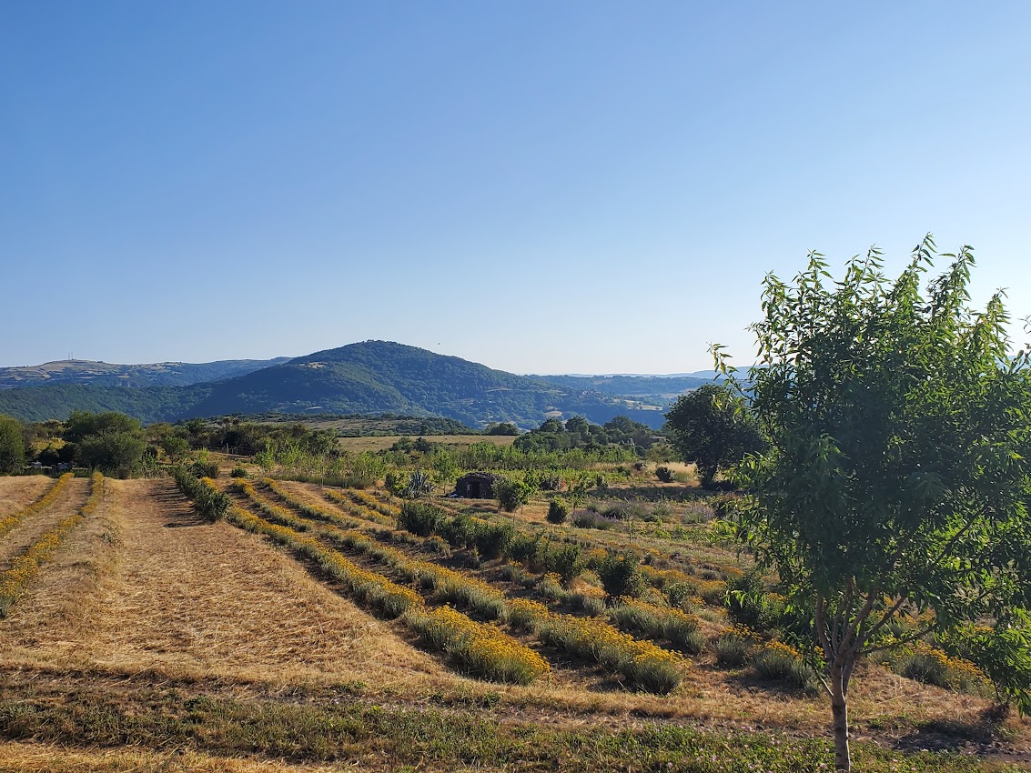 Parcelles Oranes avec les montagnes