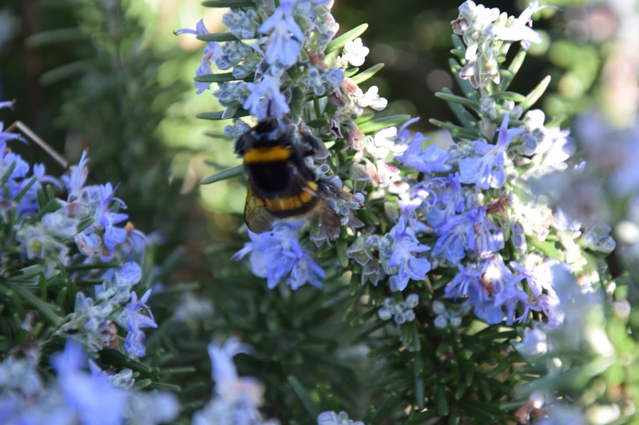 Romarin en fleur, pollinisateur